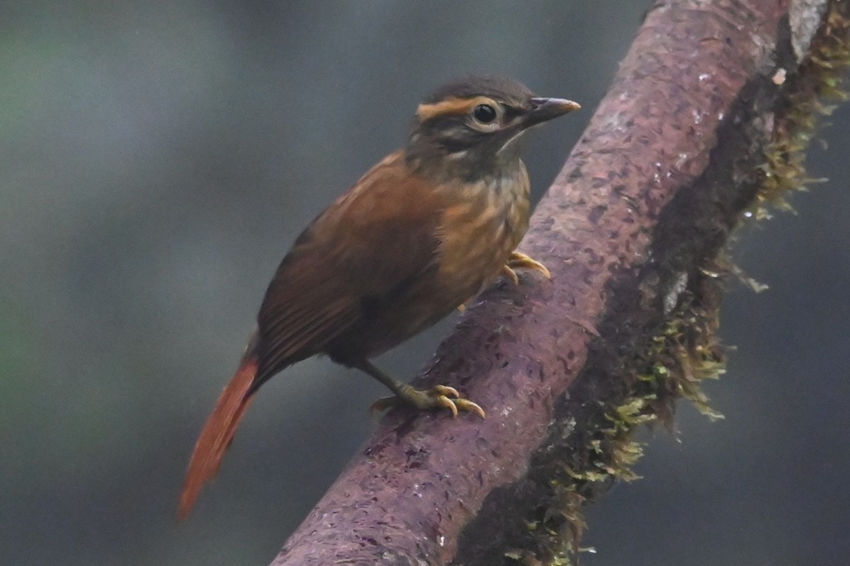 Scaly-throated Foliage-gleaner - ML646355861