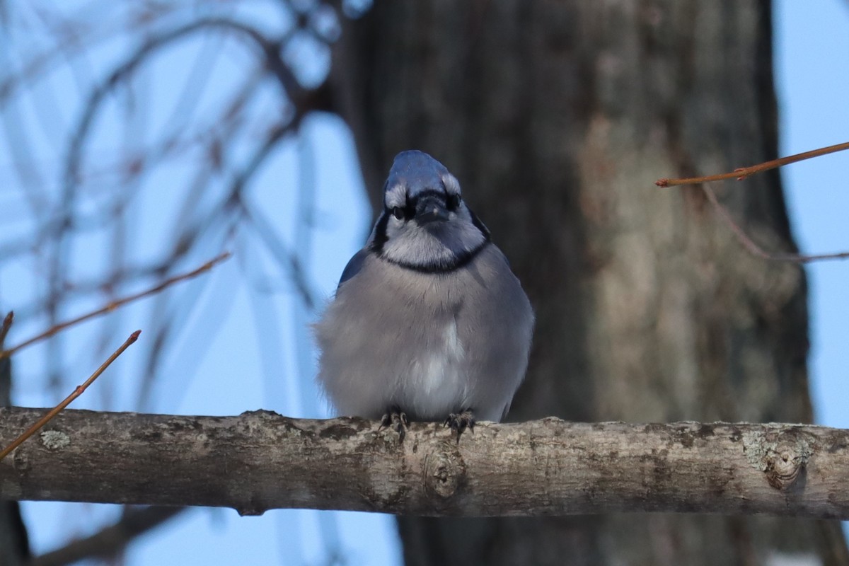 アオカケス - ML646355862