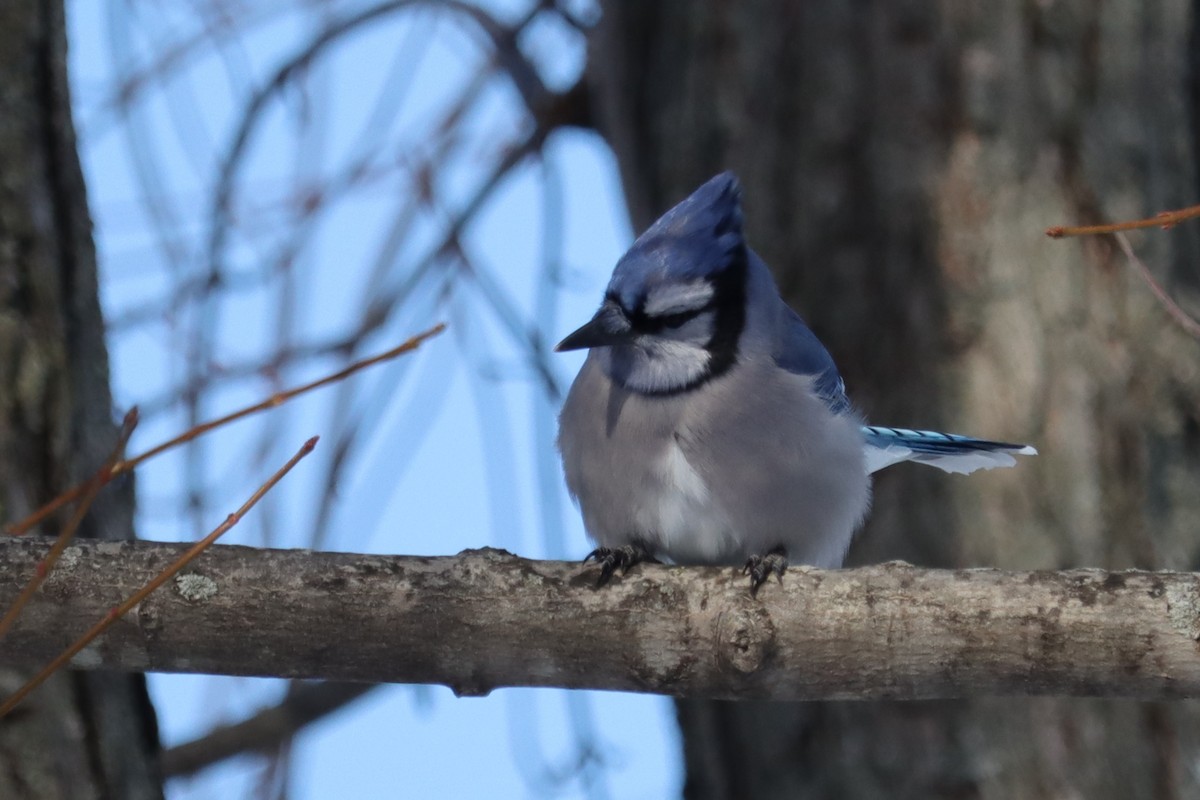 アオカケス - ML646355863