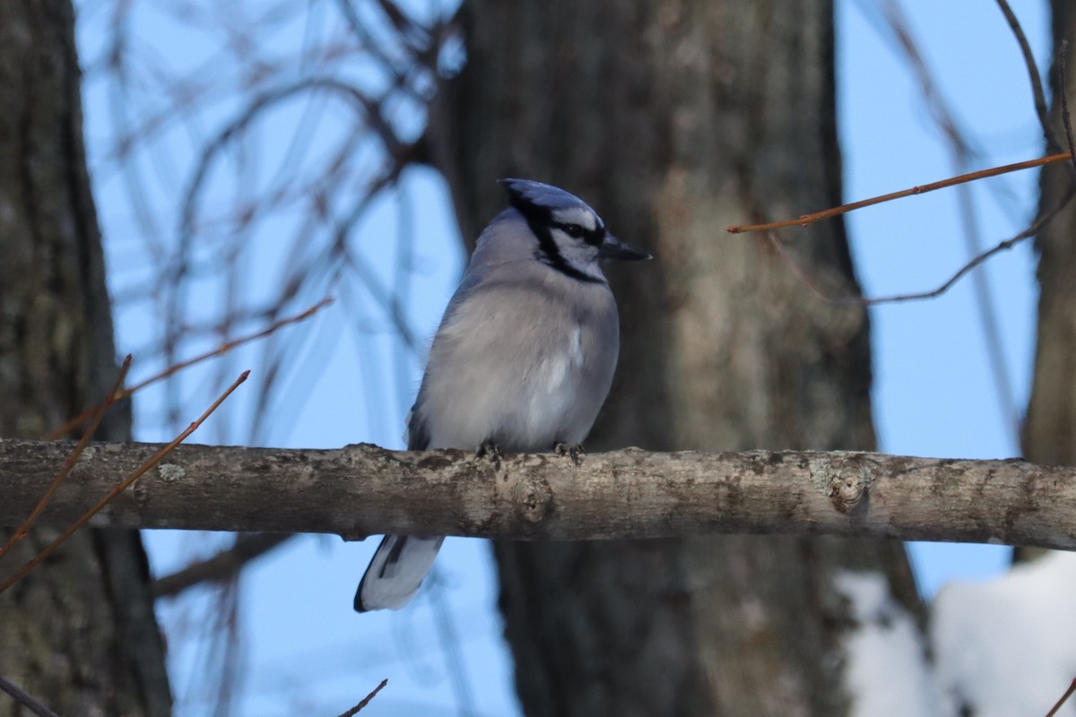 アオカケス - ML646355864