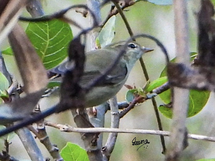 Greenish Warbler - ML646355865