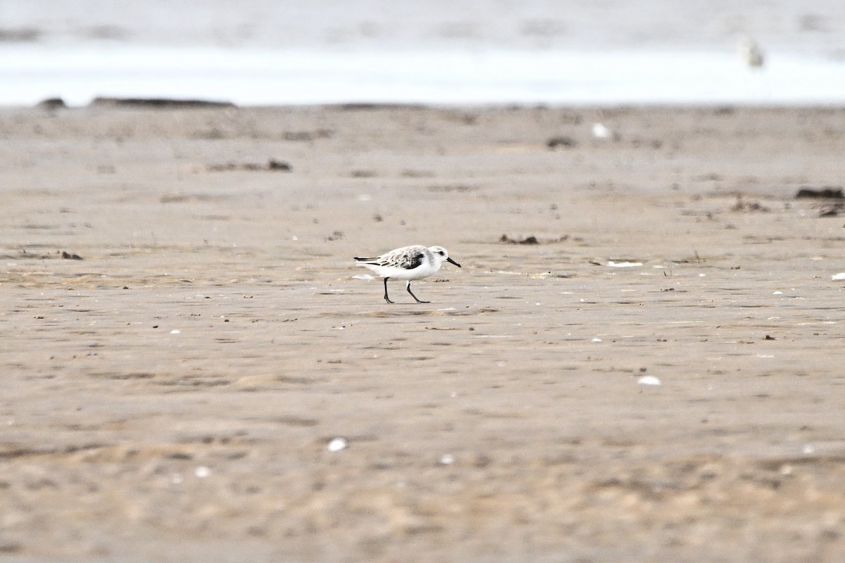 Sanderling - ML646355867
