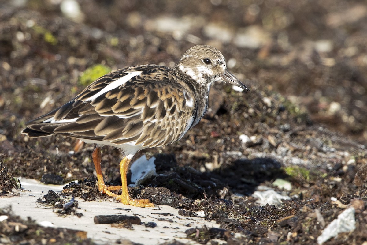 Ruddy Turnstone - ML646355868