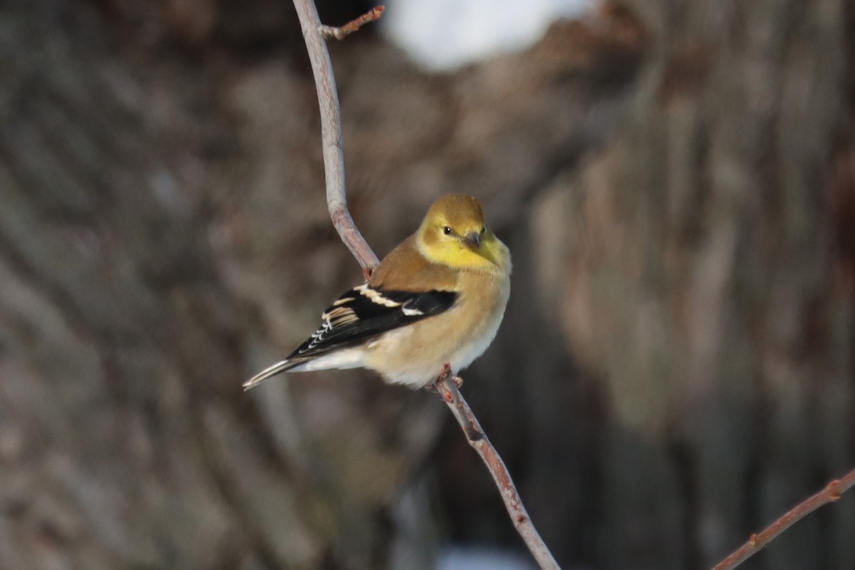 オウゴンヒワ - ML646355869