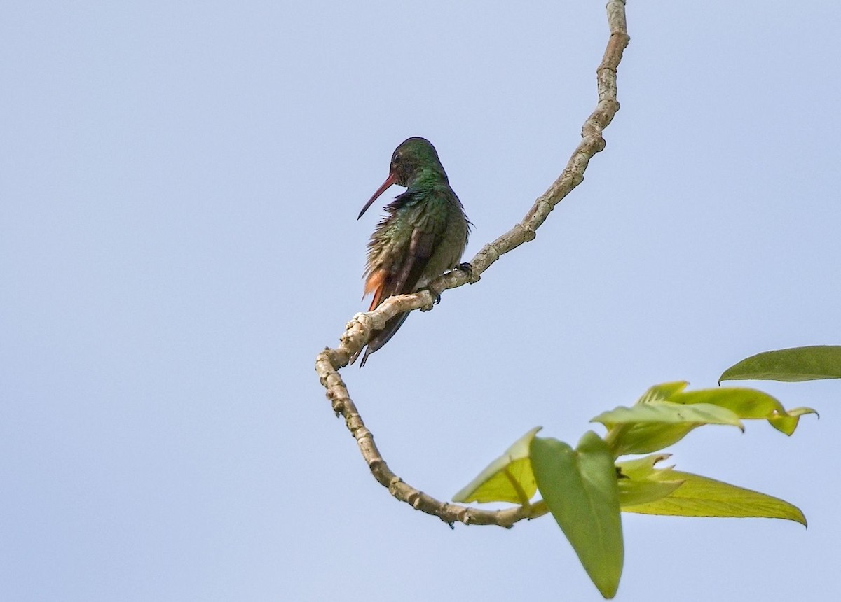 Rufous-tailed Hummingbird - ML646355870
