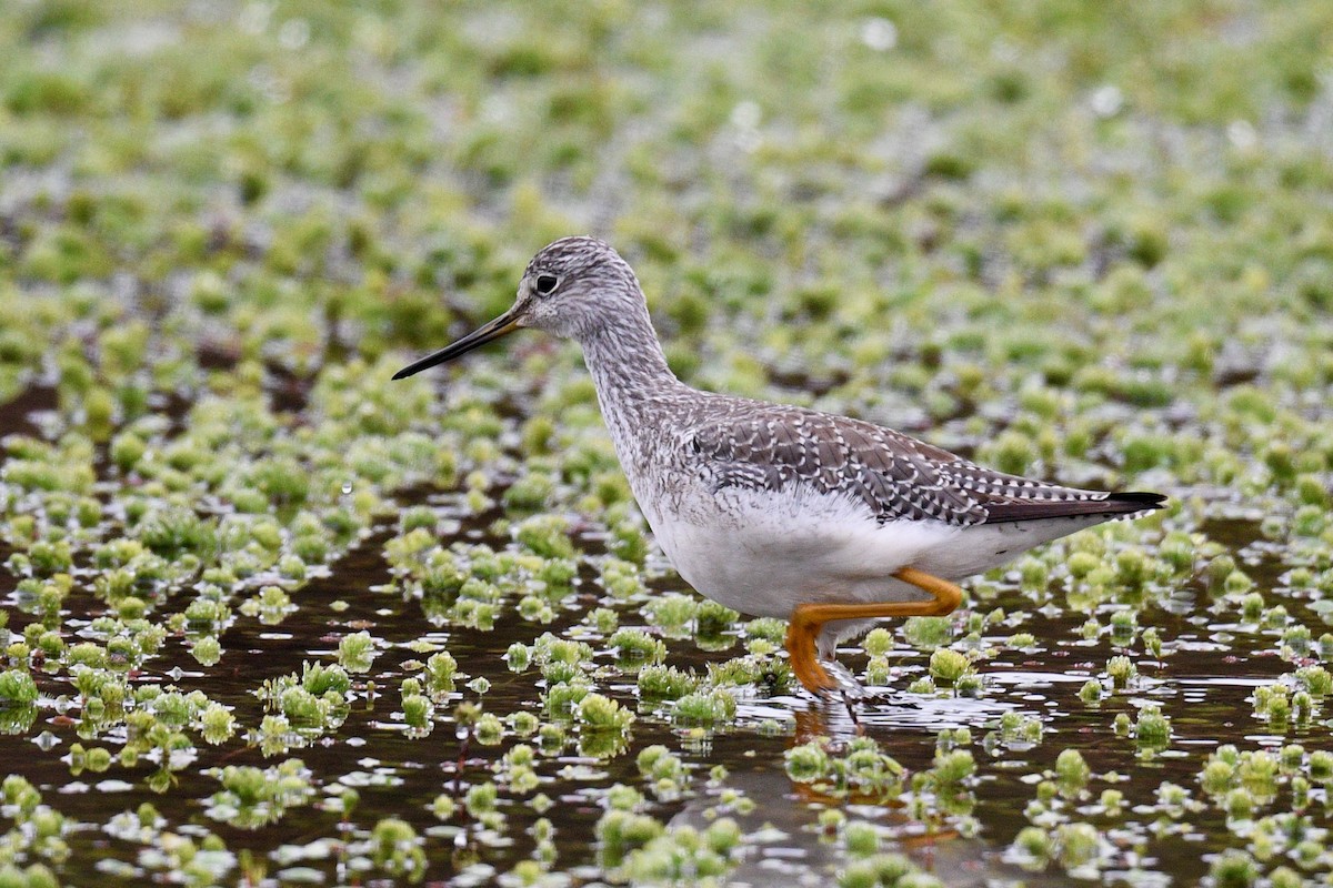 Greater Yellowlegs - ML646355871