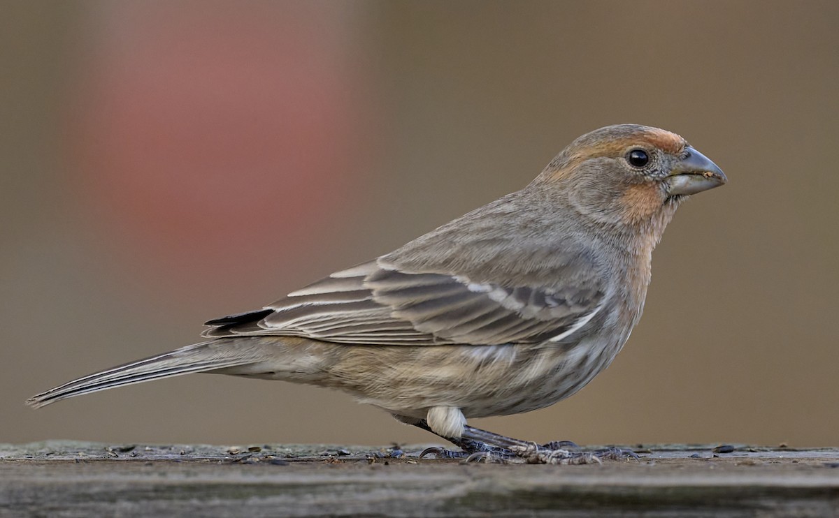 House Finch - ML646355872