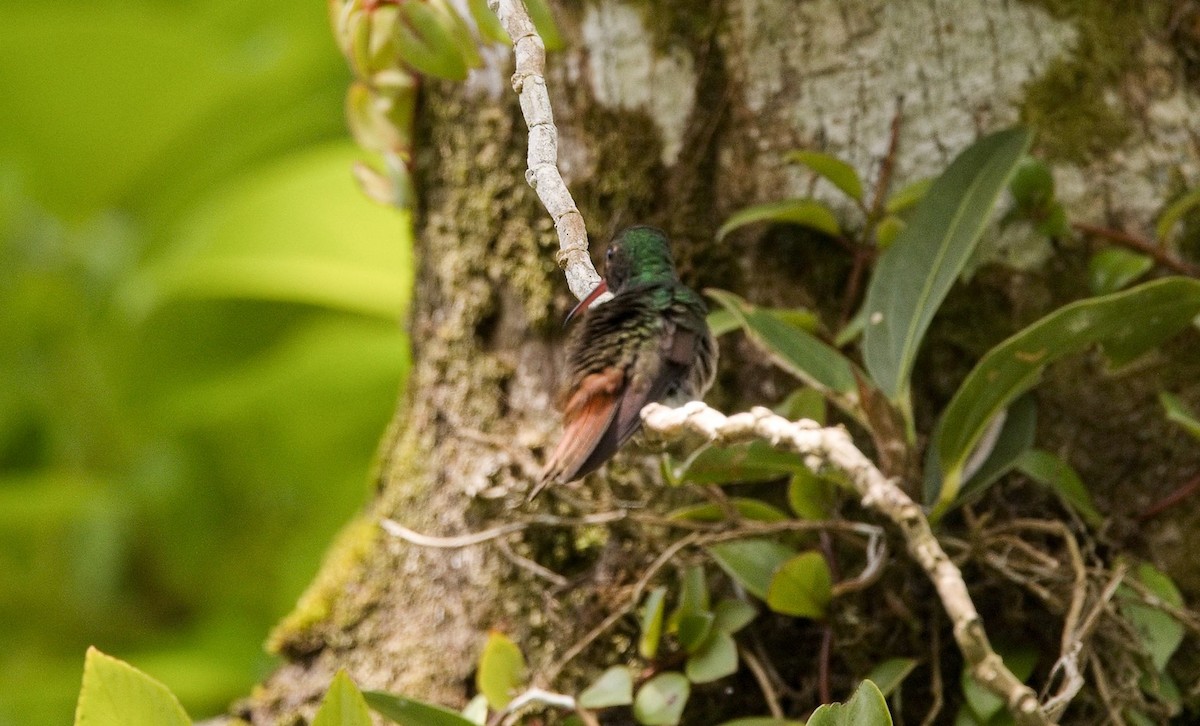 Rufous-tailed Hummingbird - ML646355880
