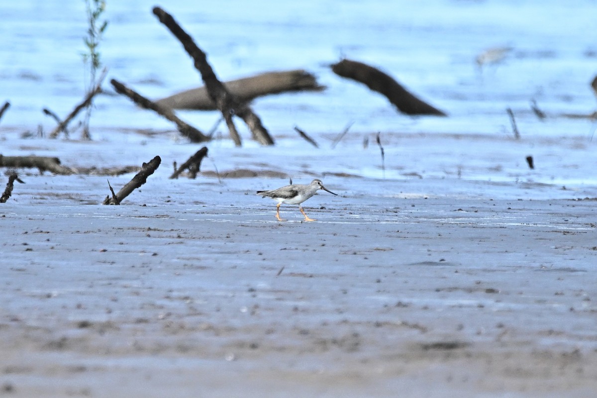 Terek Sandpiper - ML646355881