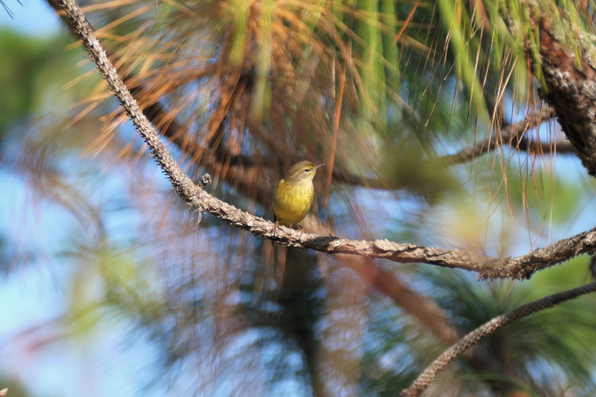 Palm Warbler - ML646355882