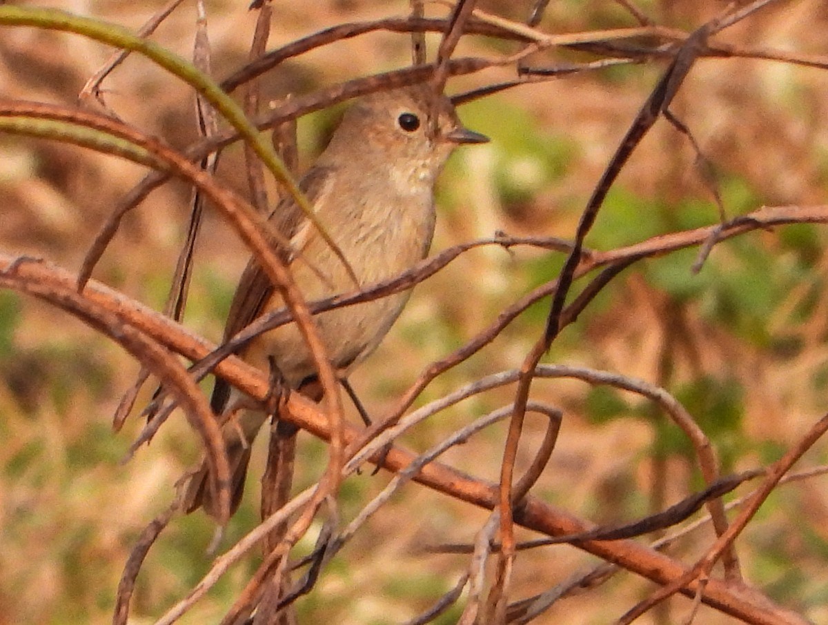 Taiga Flycatcher - ML646355883