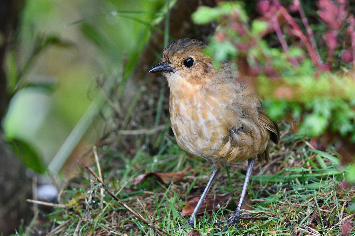 Grallaire alticole - ML646355886