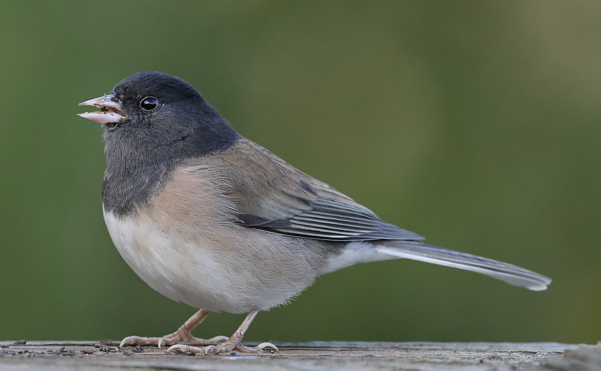 Dark-eyed Junco (Oregon) - ML646355915