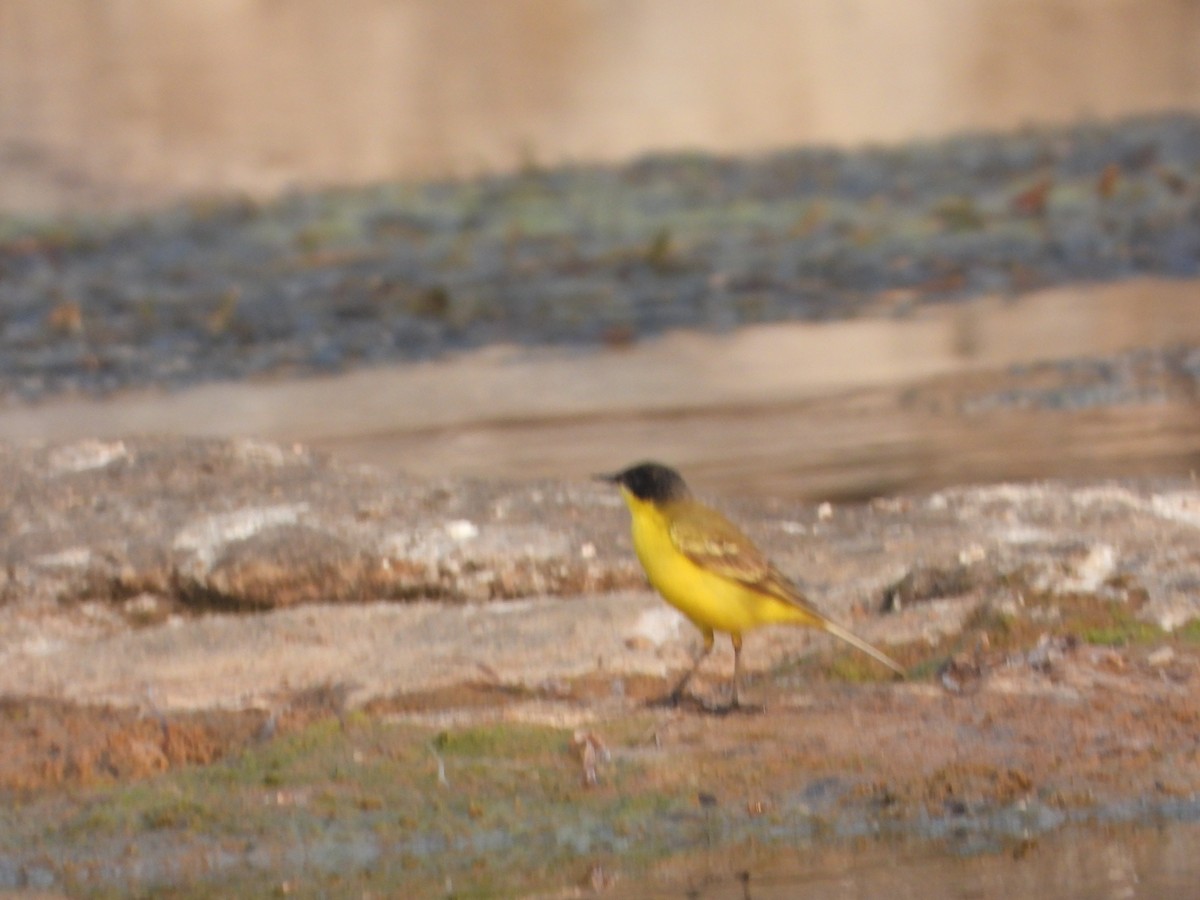 Western Yellow Wagtail - ML646355919