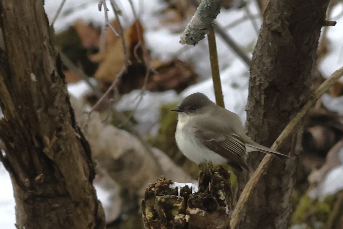 Eastern Phoebe - ML646355920