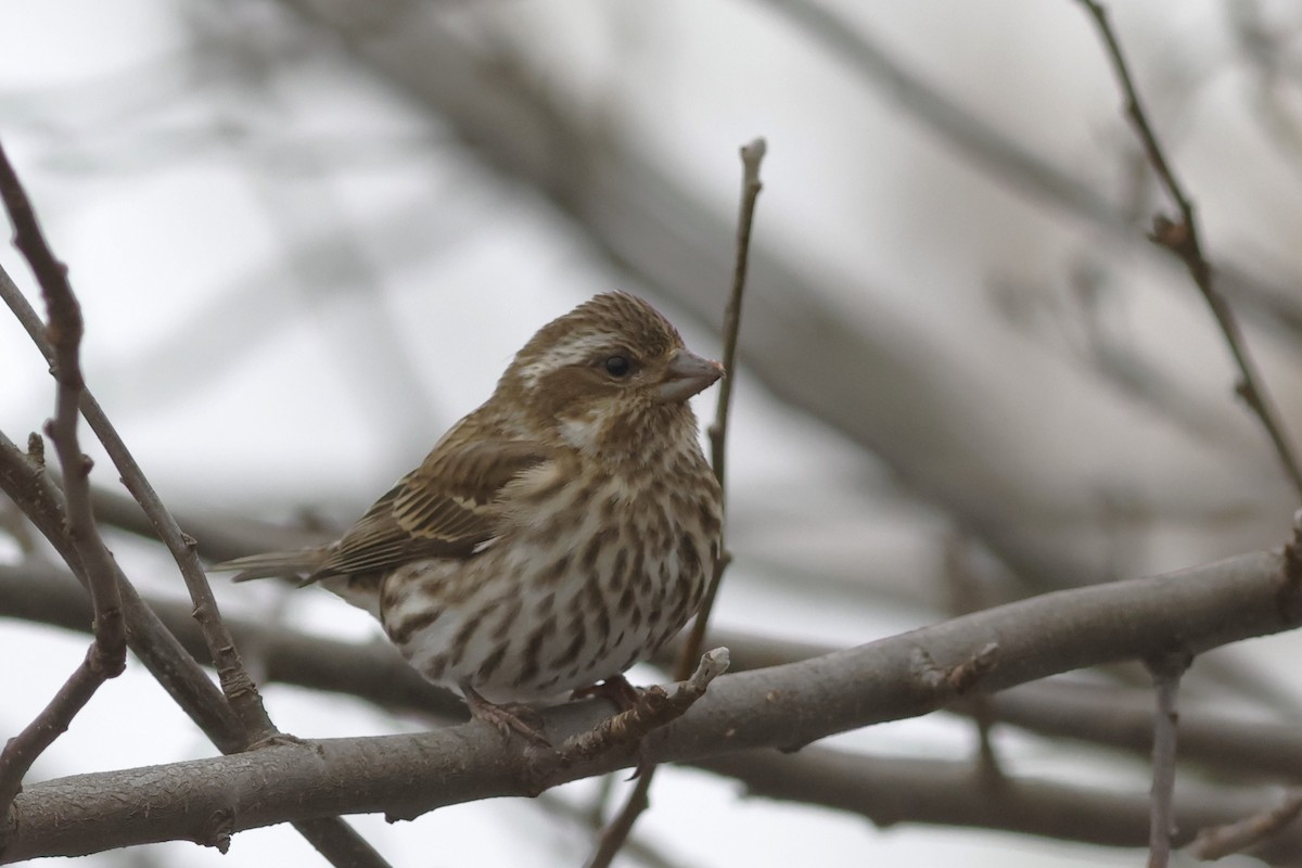 Purple Finch - ML646355927