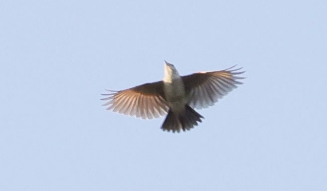 Fawn-colored Lark - ML646355929