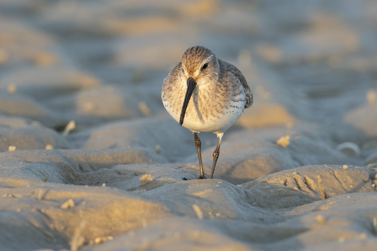 Dunlin - ML646355930