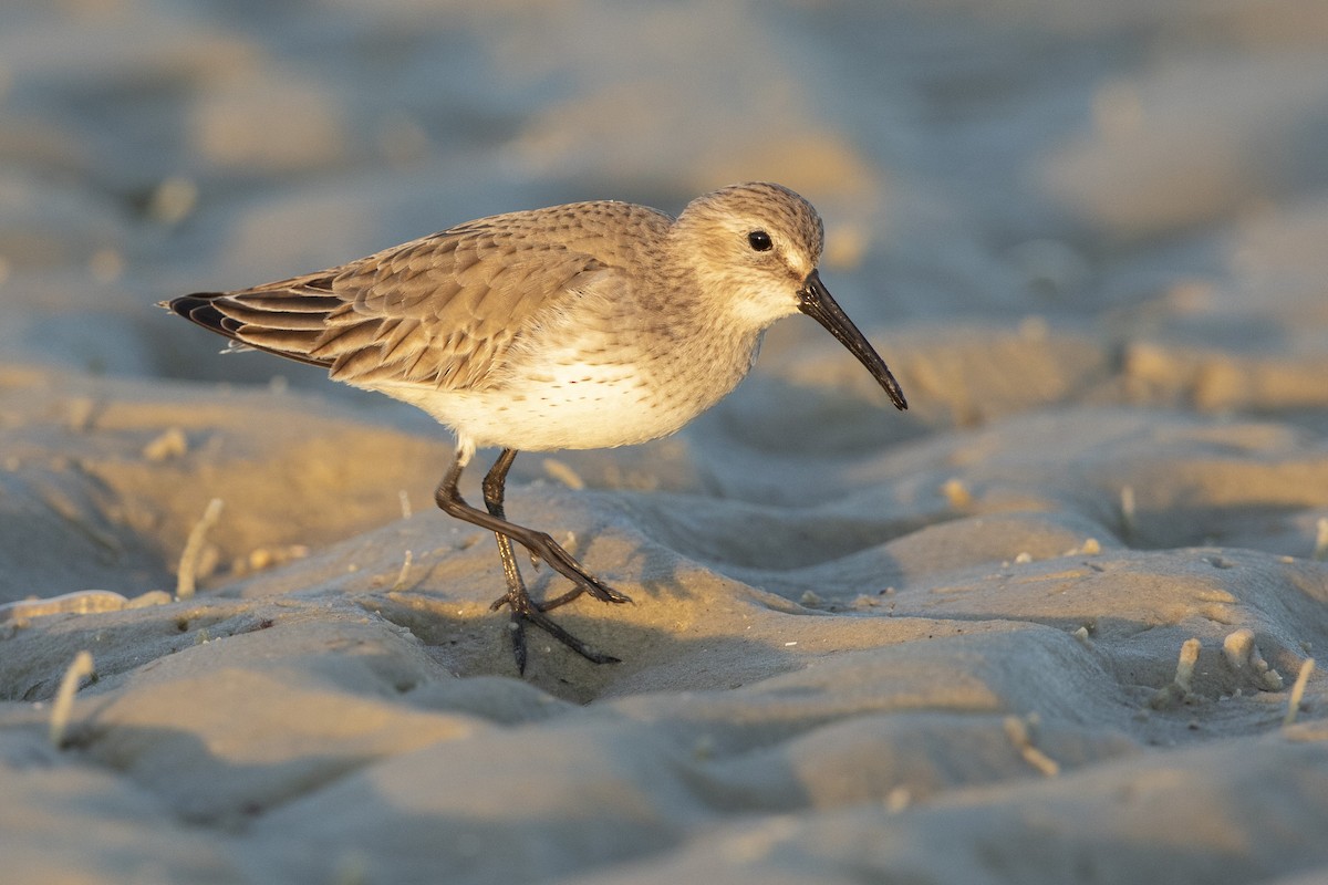 Dunlin - ML646355931