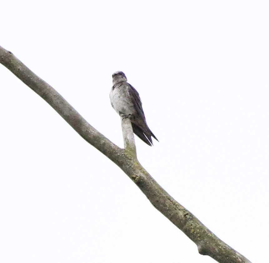 Purple Martin - ML646355932