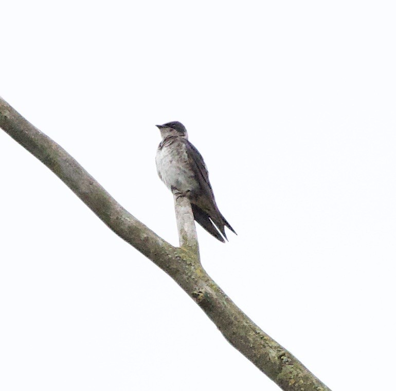 Purple Martin - ML646355933