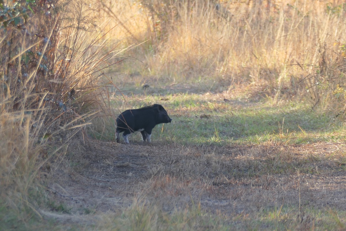 Cinghiale - ML646355939