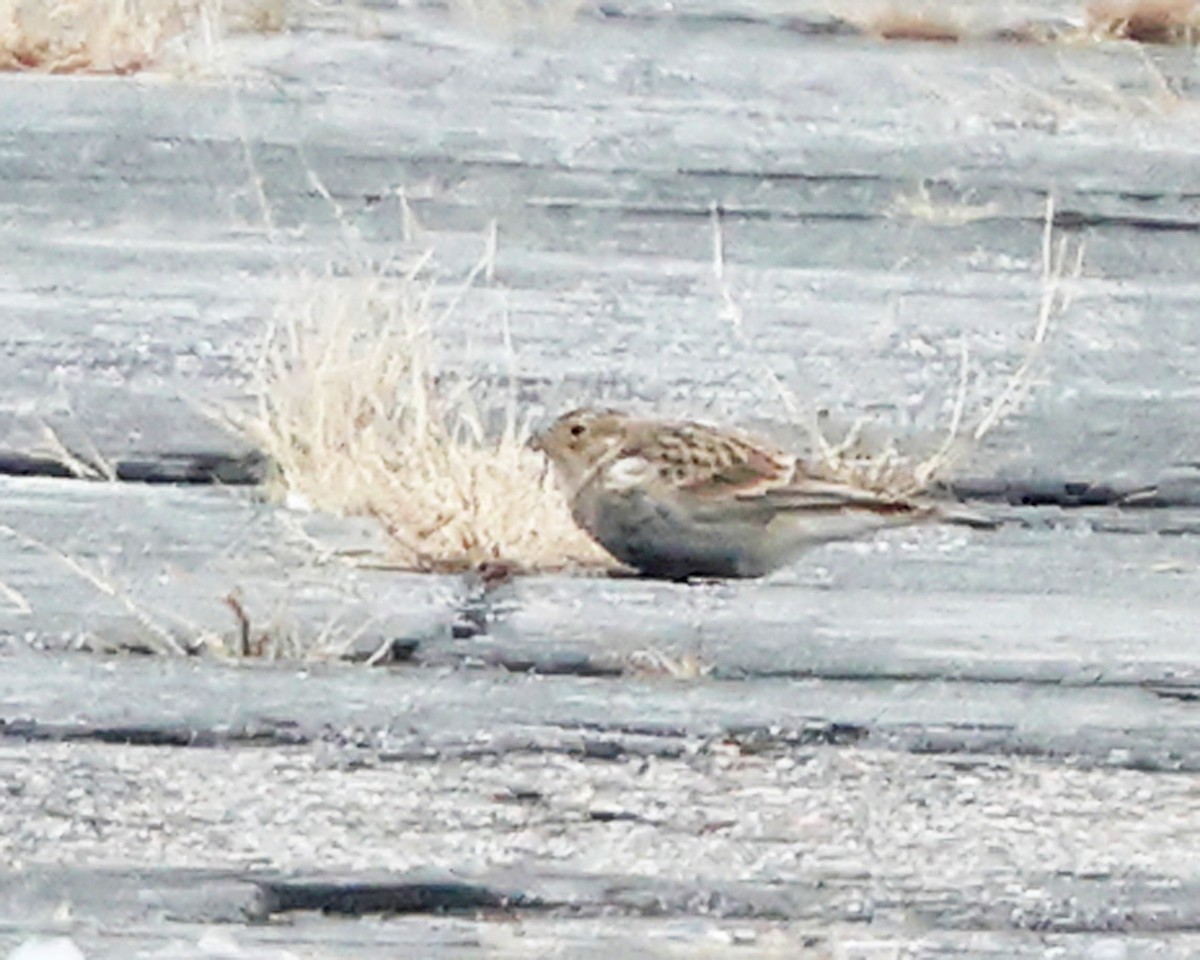 Chestnut-collared Longspur - ML646355942