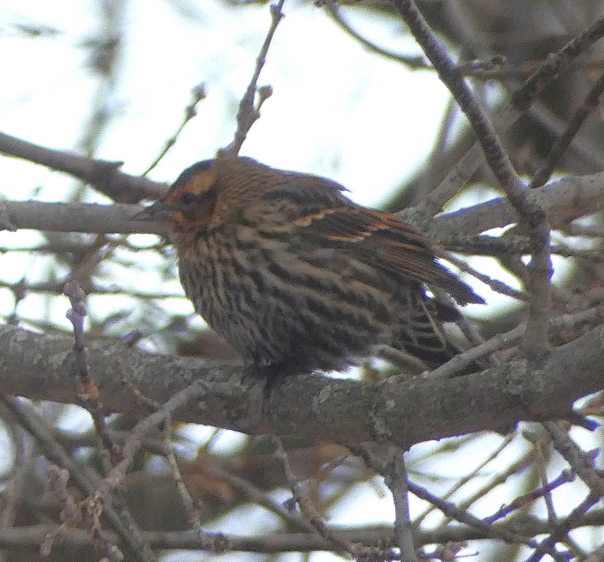 Red-winged Blackbird - ML646355944
