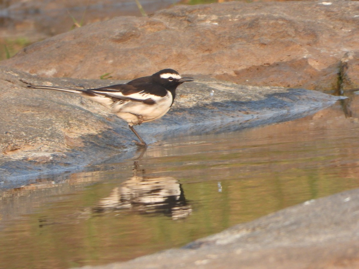 White-browed Wagtail - ML646355949