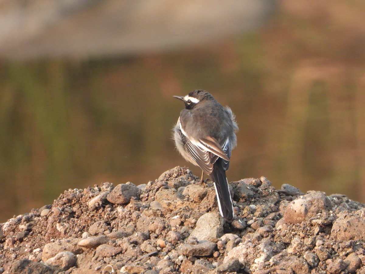 White-browed Wagtail - ML646355950
