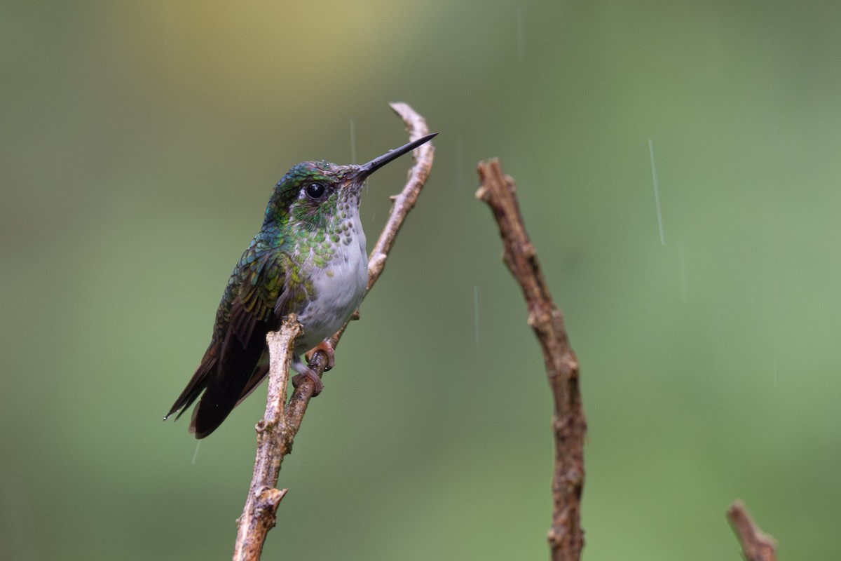White-bellied Mountain-gem - ML646355951
