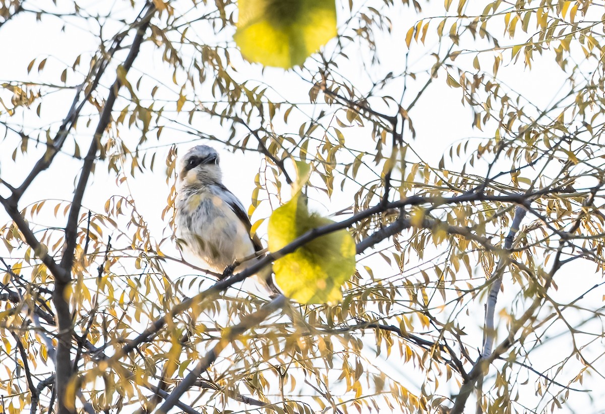 Souza's Shrike - ML646355953