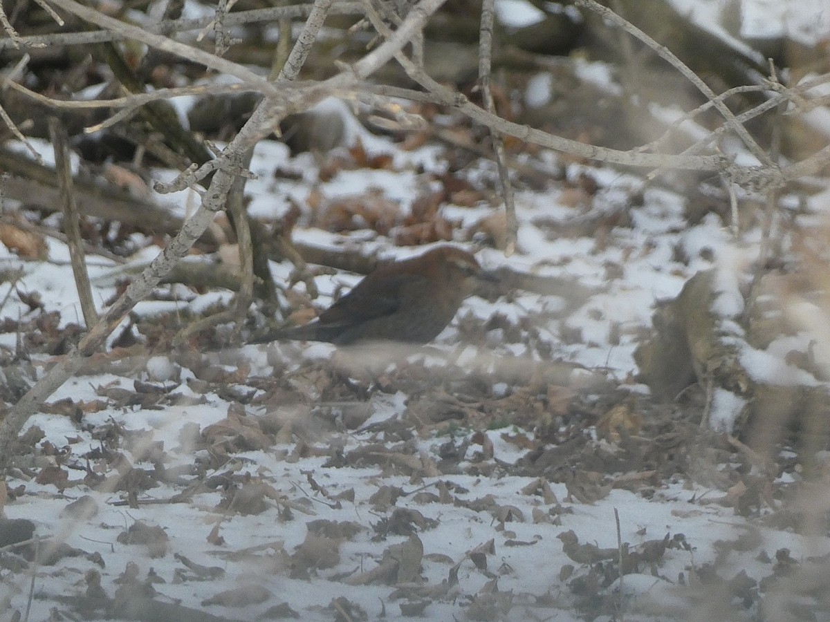 Rusty Blackbird - ML646355959