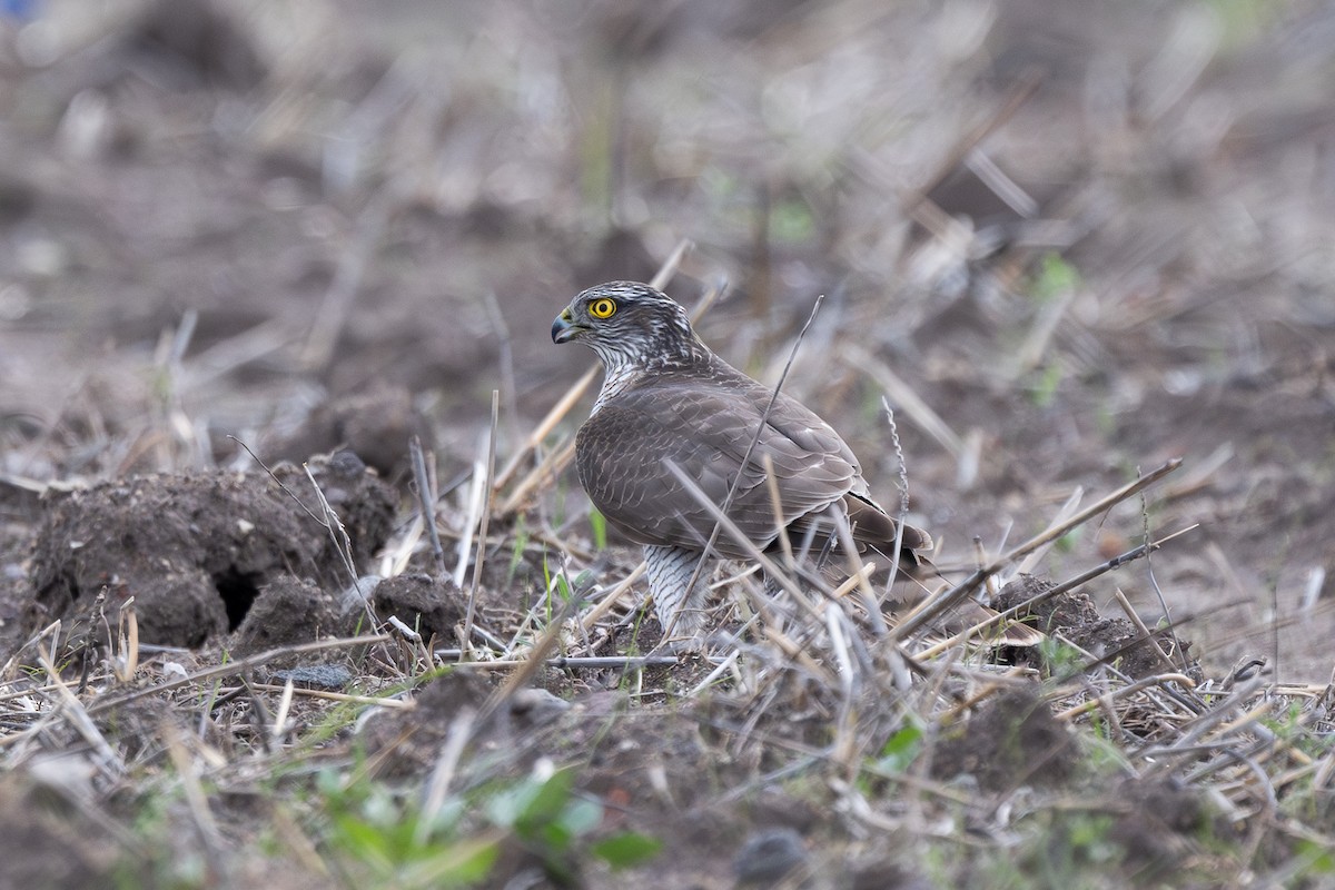 Eurasian Sparrowhawk - ML646355961