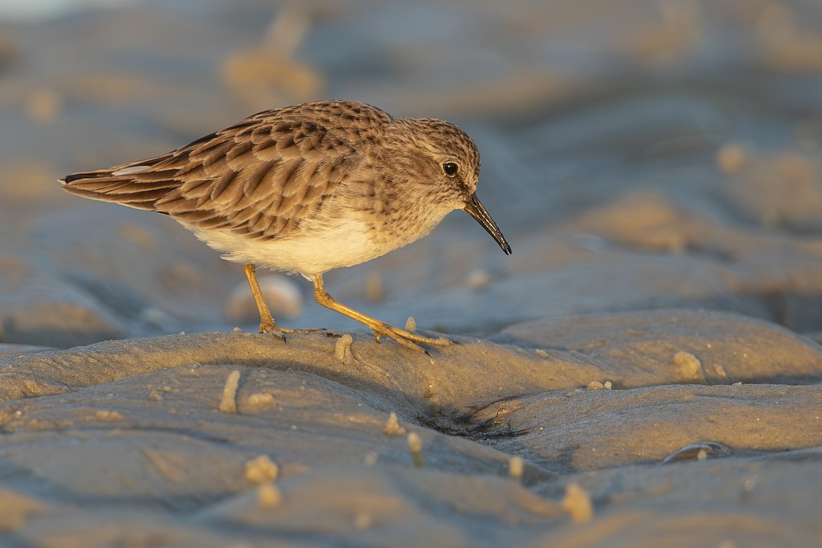 Least Sandpiper - ML646355966