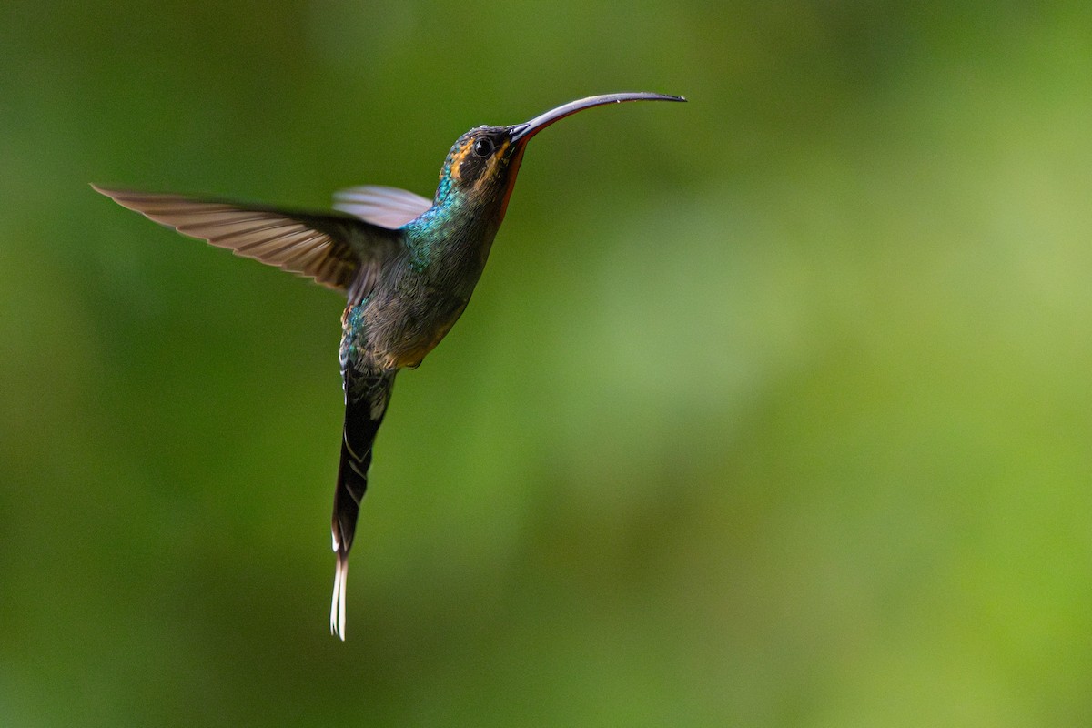 Green Hermit - ML646355973