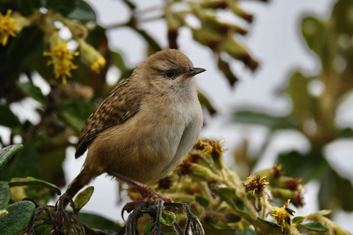 オオヌマミソサザイ - ML646355978