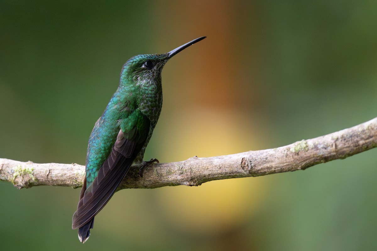 Green-crowned Brilliant - ML646355983