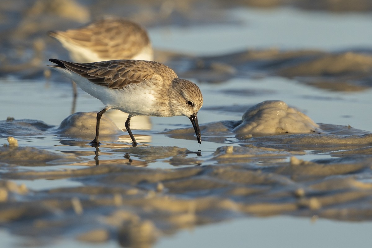 Western Sandpiper - ML646355984