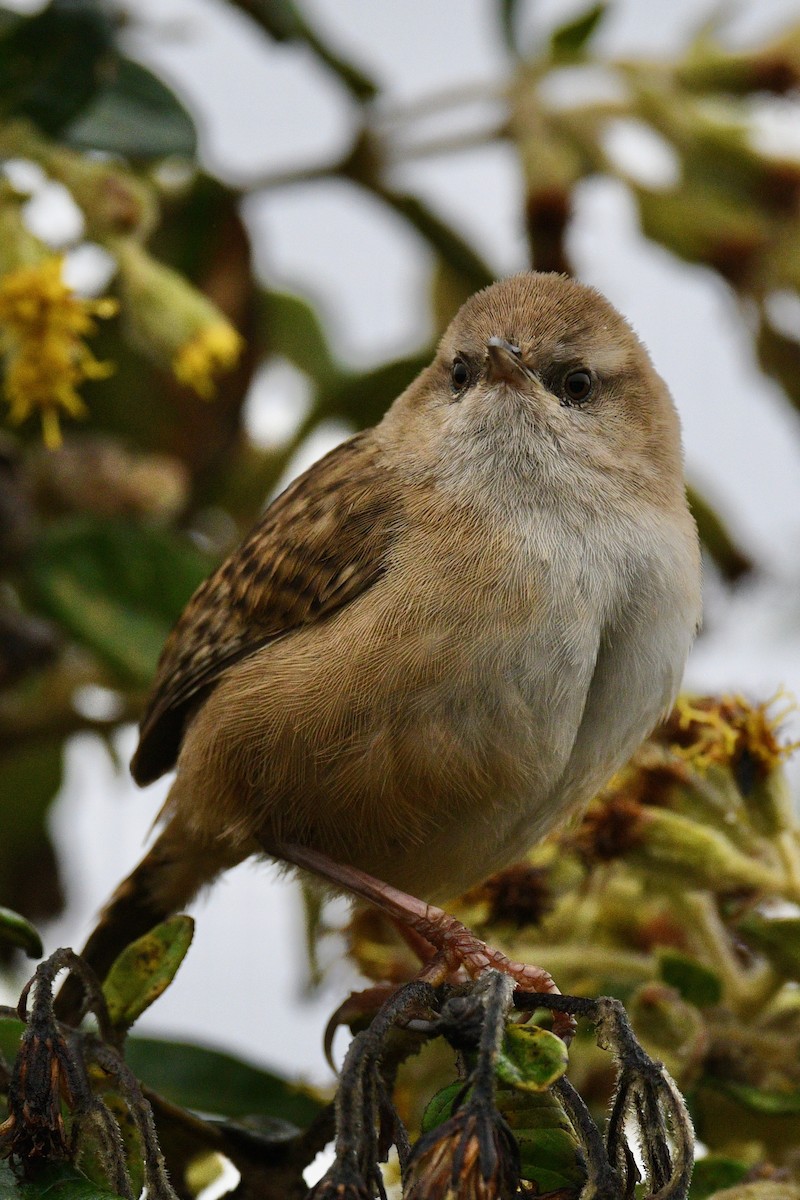 オオヌマミソサザイ - ML646355985