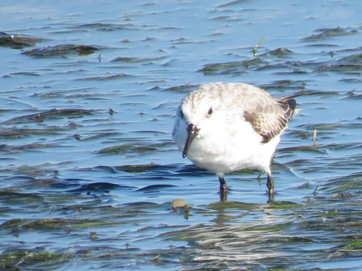 Sanderling - ML646355986