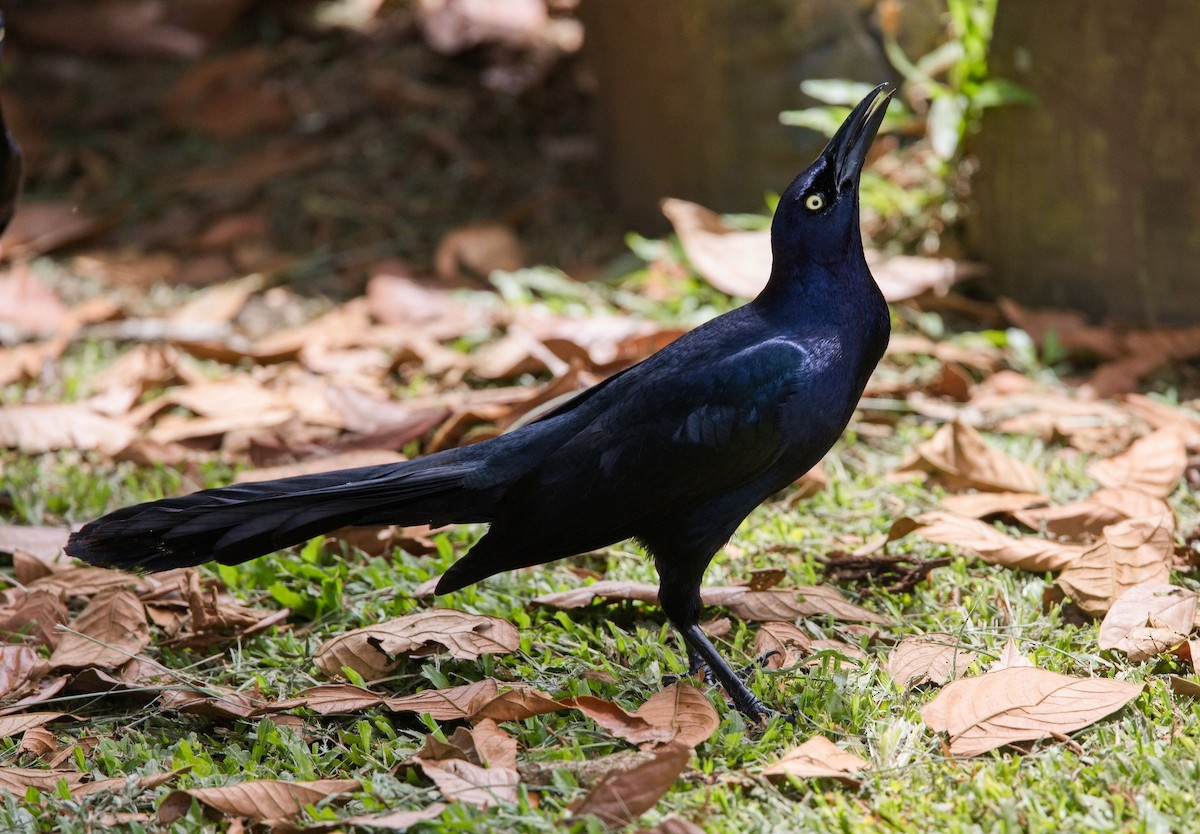 Great-tailed Grackle - ML646355987
