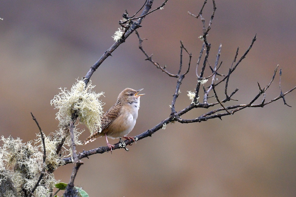 オオヌマミソサザイ - ML646355988
