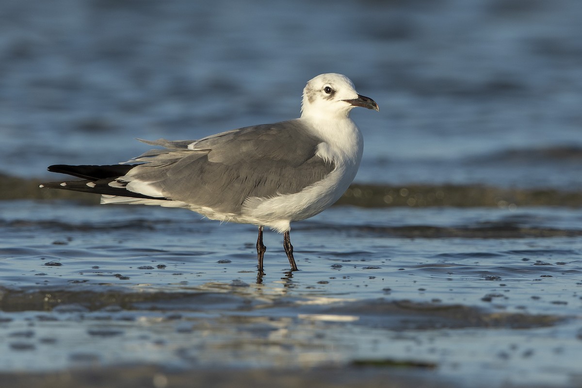 Laughing Gull - ML646355990