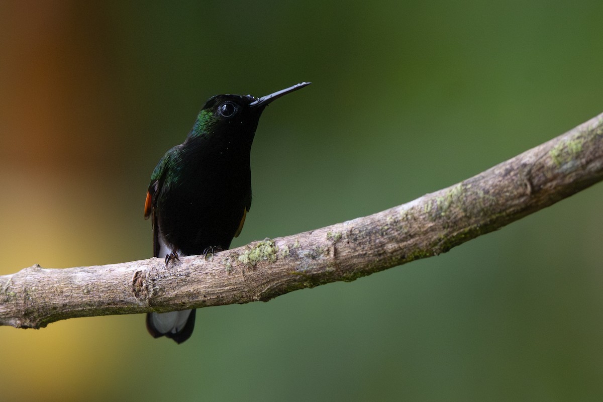 Black-bellied Hummingbird - ML646355993