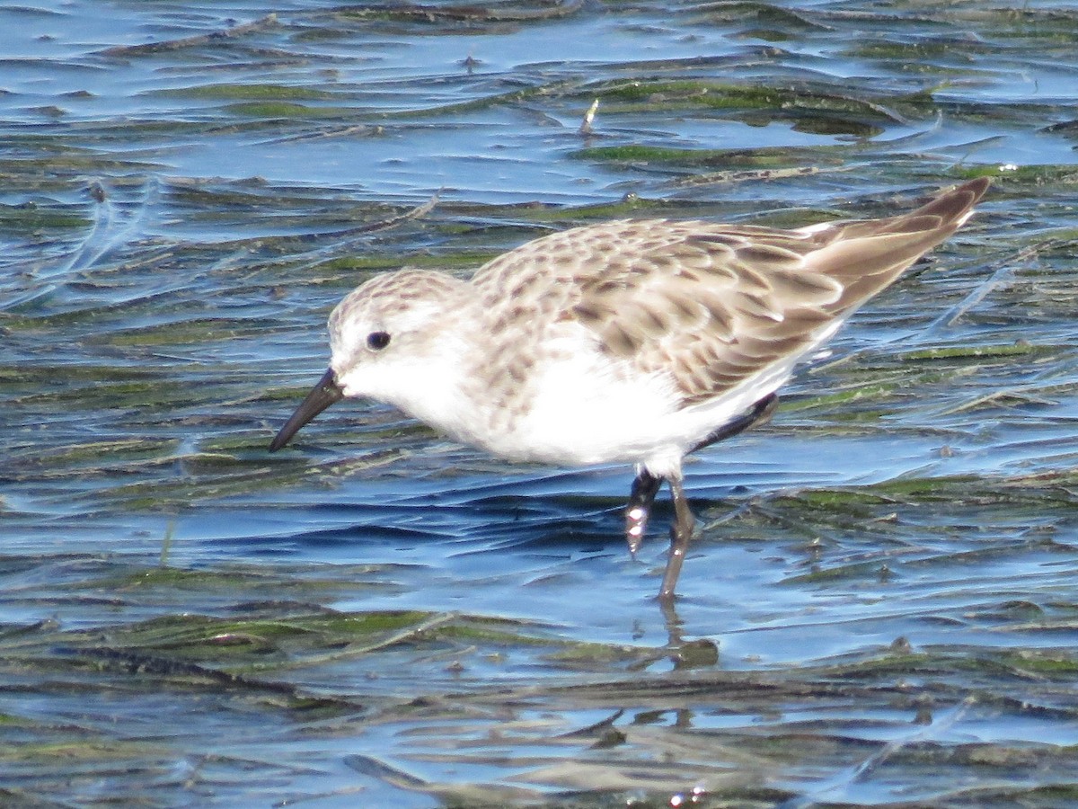 Little Stint - ML646355994