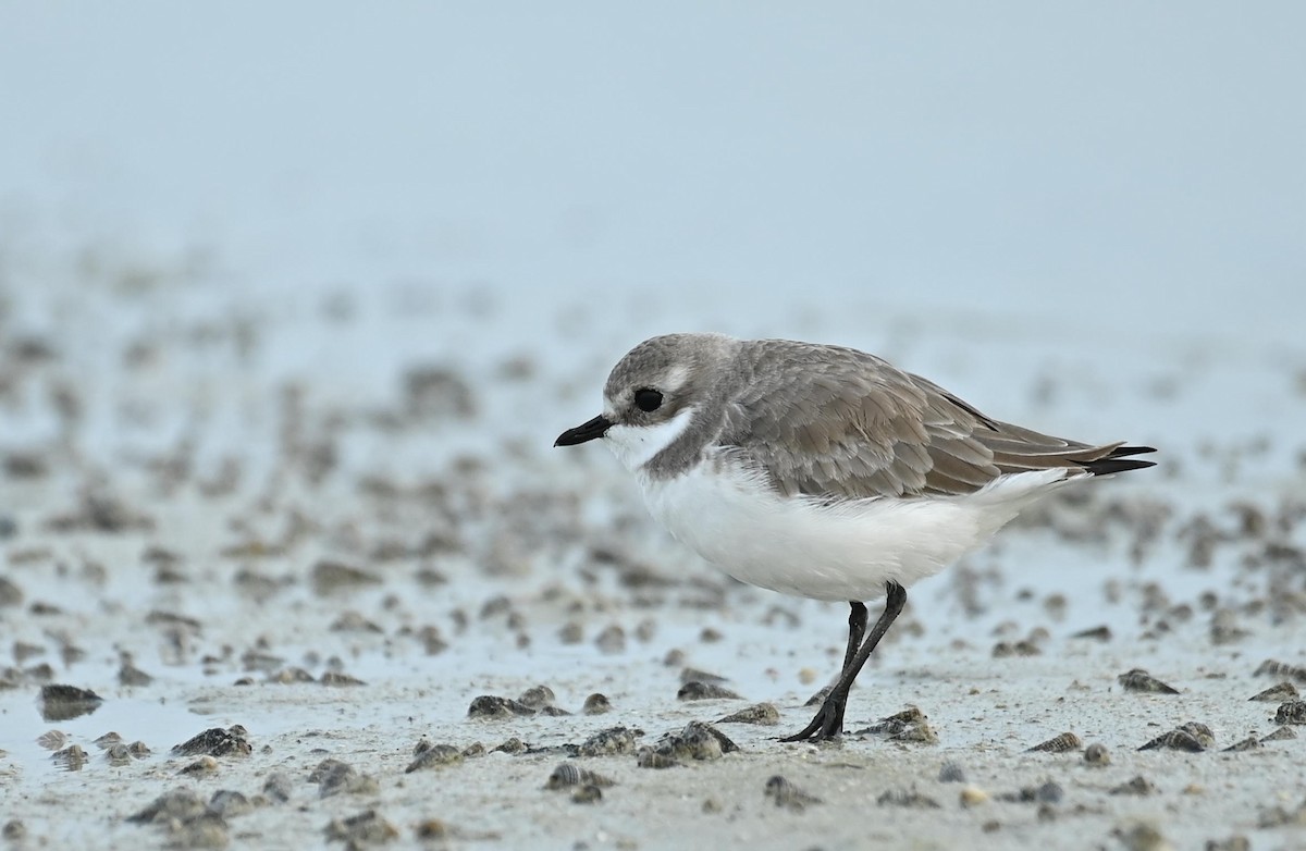 Tibetan Sand-Plover - ML646355995