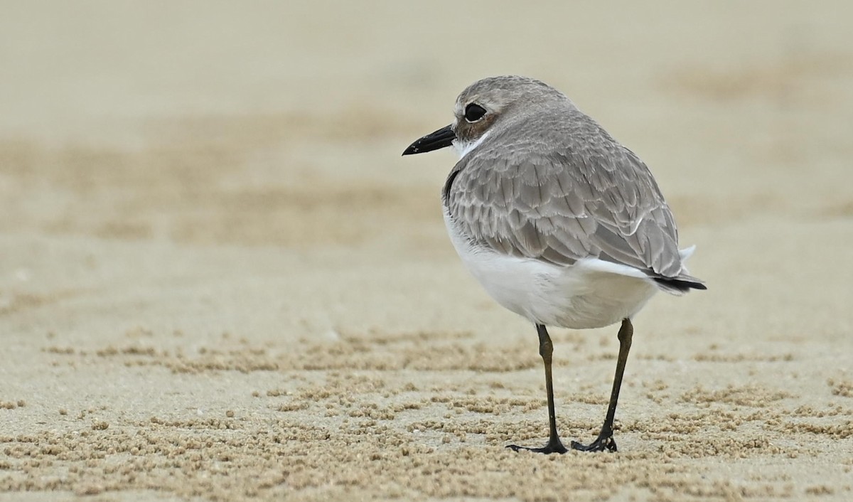 Tibetan Sand-Plover - ML646355996