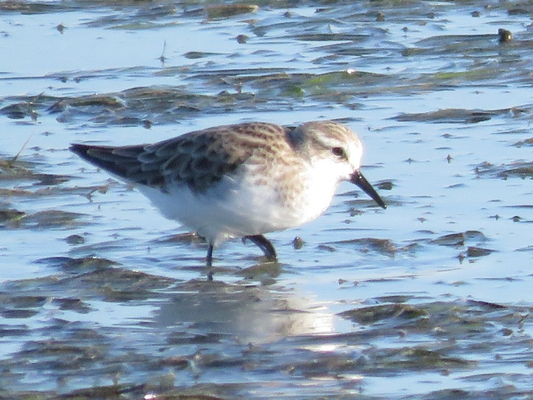 Little Stint - ML646355997