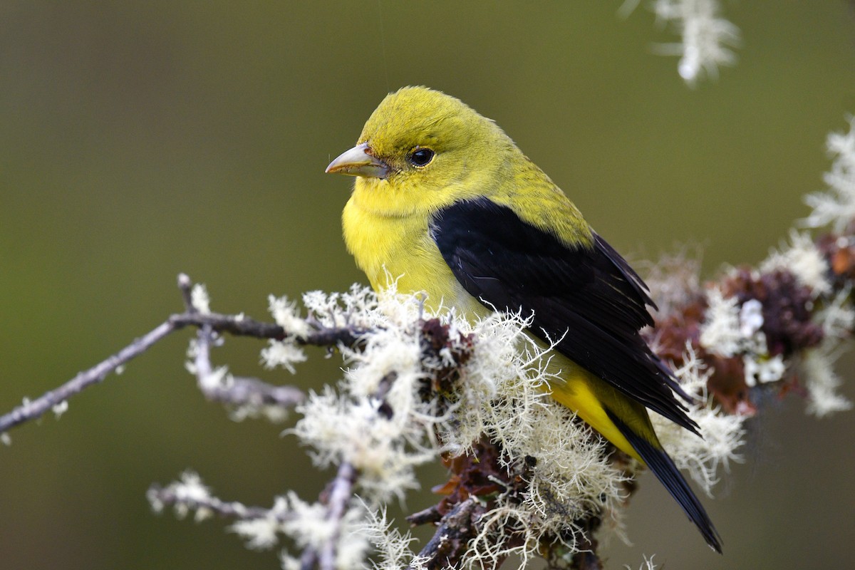 Scarlet Tanager - ML646355998